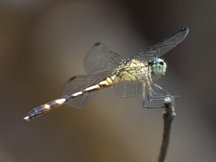 Anatya guttata (Common Blue-eye) female.jpg